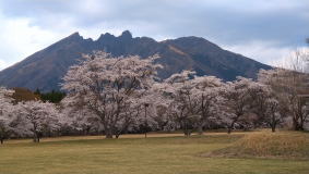 根子岳と桜